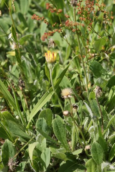 Ook muizenoor wordt gevonden op kruidenrijke graslanden