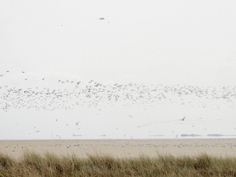 Verstoring van wadvogels door een groot transportvliegtuig