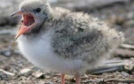 Saxifraga-Jaap Schelvis Sterna hirundo. Visdief, pullus, jong