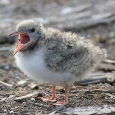 Jong visdiefkuiken bij het nest