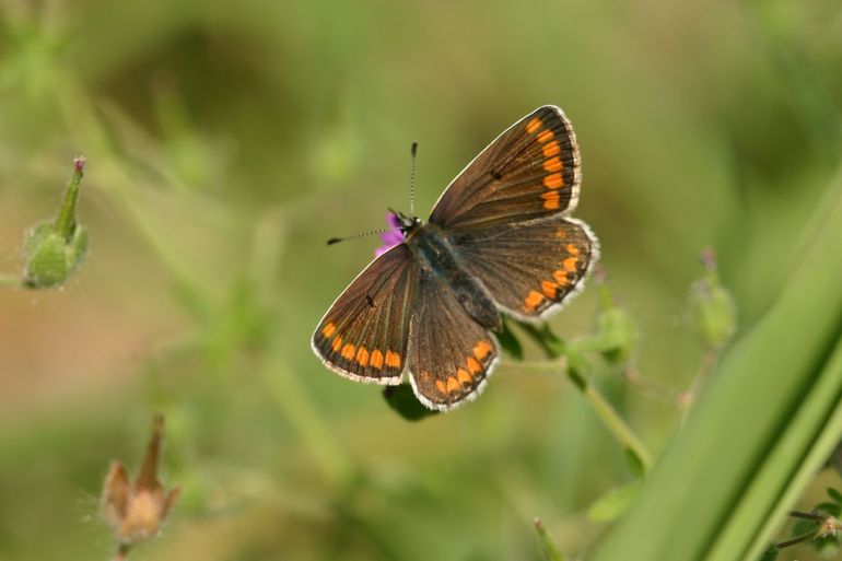 Bruin blauwtje op zachte ooievaarsbek. Insecten in en rond de rivier reageren op de reacties van planten op droogte. &ldquo;De ooievaarsbek en reigersbek die bij droogte hun kans grijpen, zijn waardplant van het bruin blauwtje, een vrij zeldzame vlinder die dus profiteert. Maar voor een kleine vos is een lang droog voorjaar een verloren jaar voor het nageslacht. Hun waardplant, brandnetel, doet het dan niet best