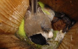 Glanskopmees op nest met Rosse vleermuis