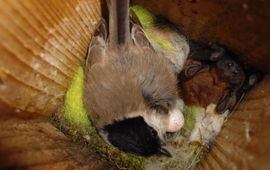 Bertus van der Laan Glanskopmees op nest met Rosse vleermuis