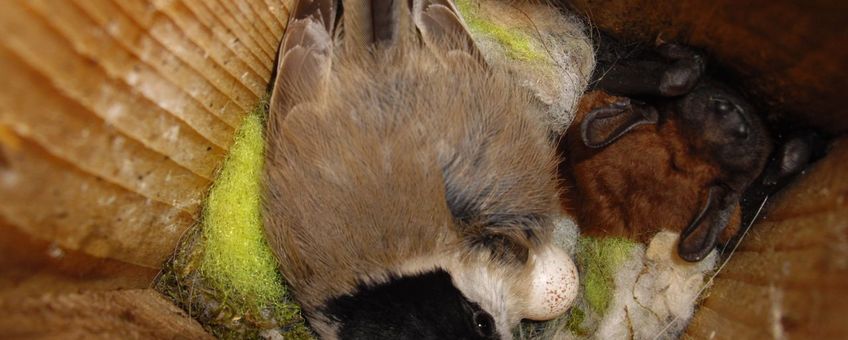 Glanskopmees op nest met Rosse vleermuis