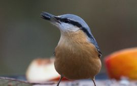 Boomklever op voedertafel