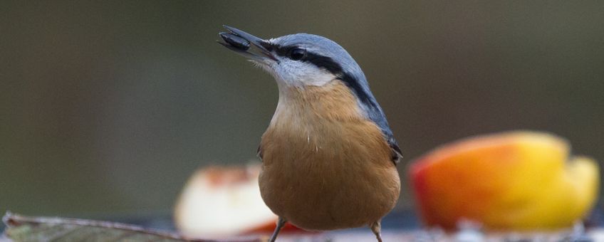 Boomklever op voedertafel