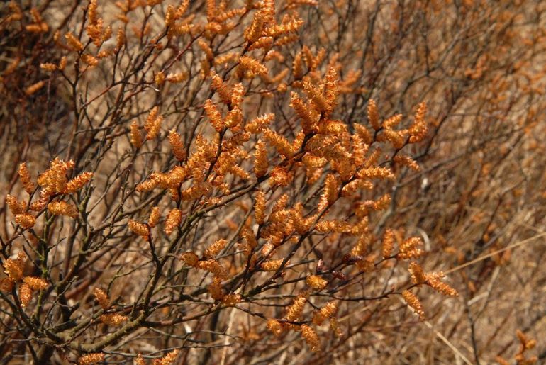 Wilde gagel bloeit met opvallende oranjegele katjes