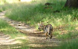 Gerrie van Gerder, voor eenmalig gebruik Jonge wolf