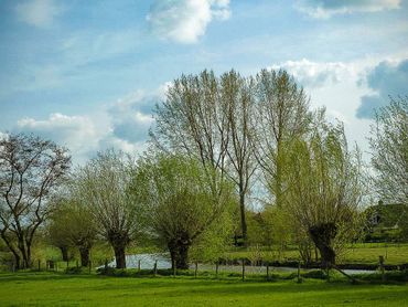 Een rij knotwilgen in de Lopikerwaard