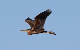 Ardea purpurea. Purperreiger