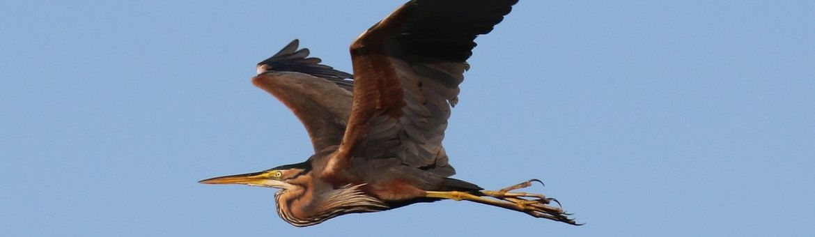 Ardea purpurea. Purperreiger