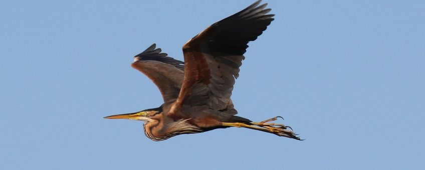 Ardea purpurea. Purperreiger