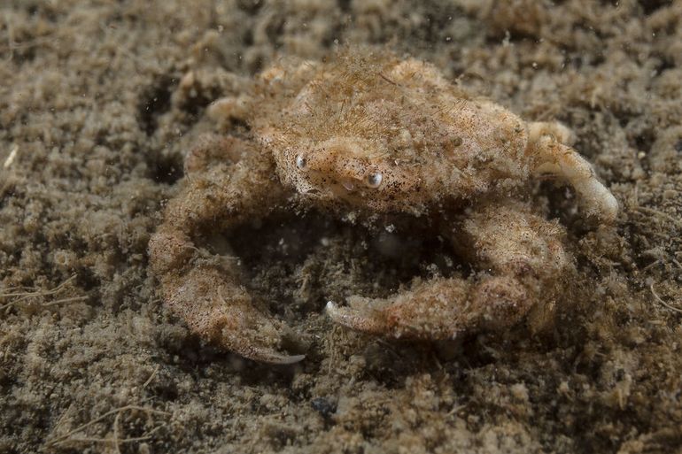 Ondanks al het licht dat op hem was gericht, groef de Gladde kiezelkrab zich niet in