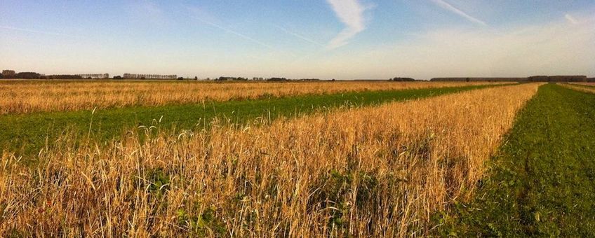 Een typische Vogelakker: strokenteelt van luzerne en een graan-kruidenmengsel.