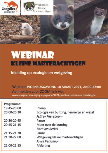 Webinar kleine marterachtigen