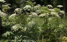 Saxifraga, Jan van der Straaten Perzische Berenklauw