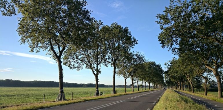 Onderzoekslocatie met netten rond stammen van eiken