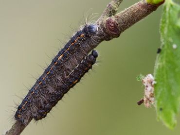 Rupsen van de zwarte herfstspinner leven op diverse loofbomen