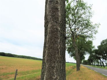 Zeer groot aantal eikenprocessierupsen op een boom op een controlelocatie