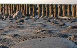 Asfaltering van de getijdenzone, zoals hier bij Westkapelle, heeft tot gevolg dat vrijwel alle leven uit deze zone jaren lang verdwijnt. In dit gebied kwam de Kleine alikruik rond 1976 nog voor.