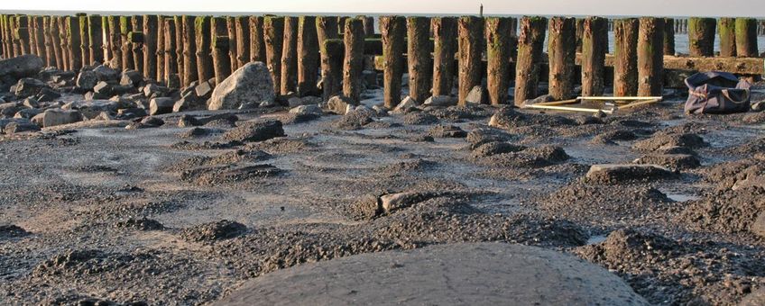 Asfaltering van de getijdenzone, zoals hier bij Westkapelle, heeft tot gevolg dat vrijwel alle leven uit deze zone jaren lang verdwijnt. In dit gebied kwam de Kleine alikruik rond 1976 nog voor.