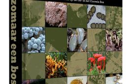 Coalescens Boekcover