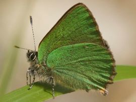 Callophrys rubi. Groentje