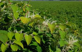 Ed Stikvoort, Saxifraga Japanse duizendknoop
