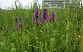 Wout van der Slikke Berm met rietorchis