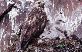 IVN Vecht & Plassengebied Ruigpootbuizerd, Buteo lagopus