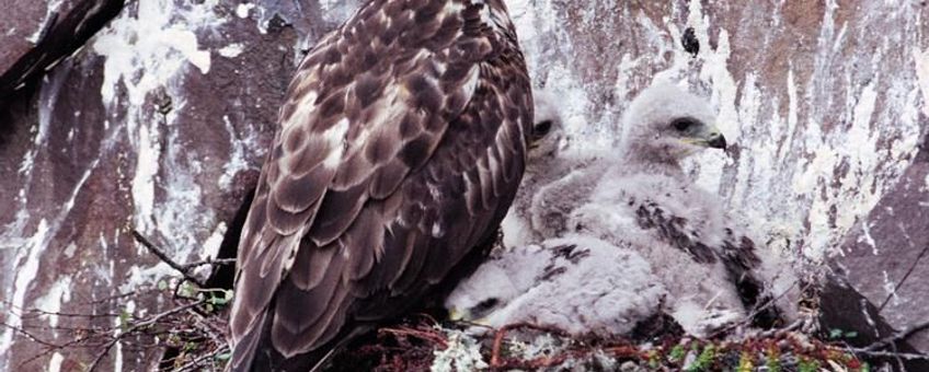 Ruigpootbuizerd, Buteo lagopus