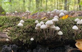 Claire Steinmetz_Waarneming.nl Bundelmycena
