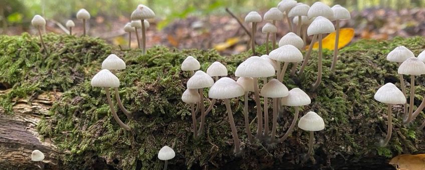 Bundelmycena