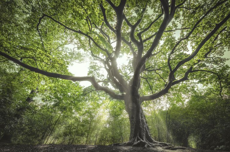 De Heksenboom, winnaar Boom van het Jaar 2019