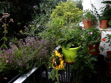 Enkele planten op het balkon van Caspar Janssen