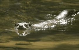 Akkoord voor Zoogdierbescherming