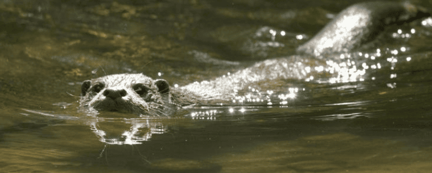 Akkoord voor Zoogdierbescherming