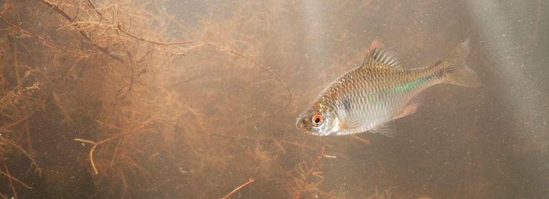 In drie van de zes bemonsterde natuurvriendelijke oevers zijn bittervoorns gevangen