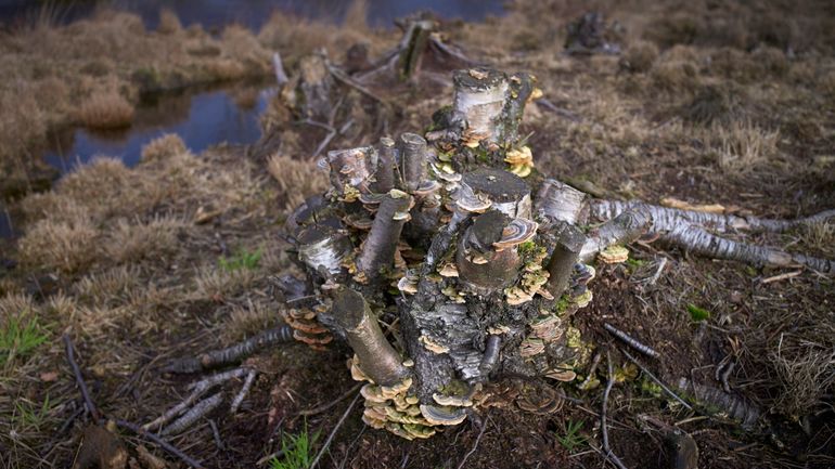 Kwelwater bereikt plantenwortels weer dankzij verdrogingsmaatregelen Groot Zandbrink