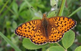 Duinparelmoervlinder natuurjournaal