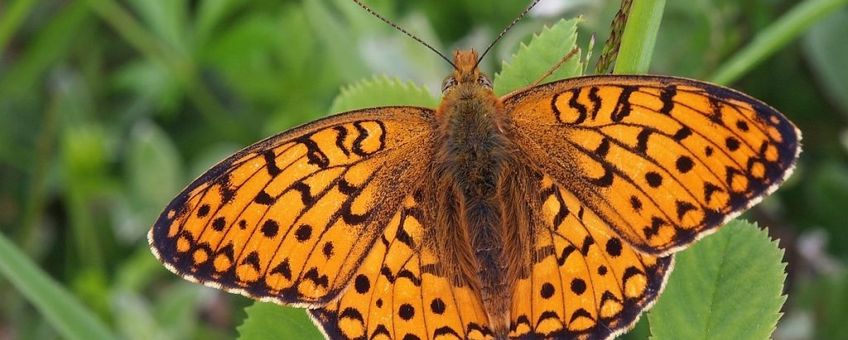 Duinparelmoervlinder natuurjournaal