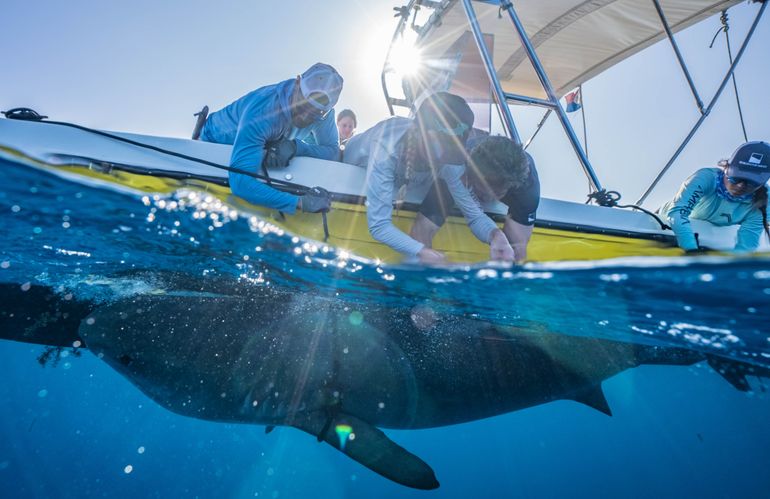 Researchers during the Shark Shakedown project