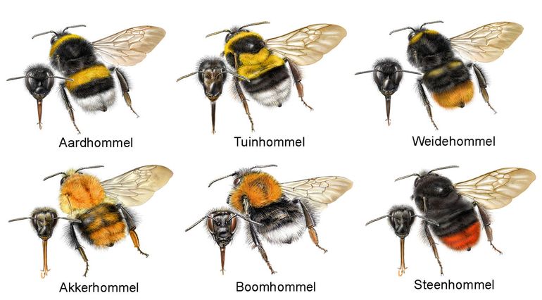 Zes hommels die veel in tuinen voorkomen