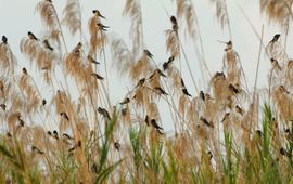 Boerenzwaluwen op een slaapplaats in het riet.