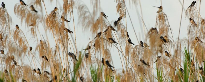 Boerenzwaluwen op een slaapplaats in het riet.