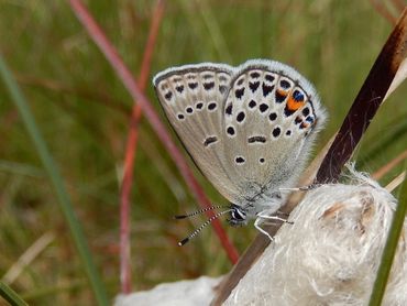 Het veenbesblauwtje is één van de meest bedreigde vlinders van ons land