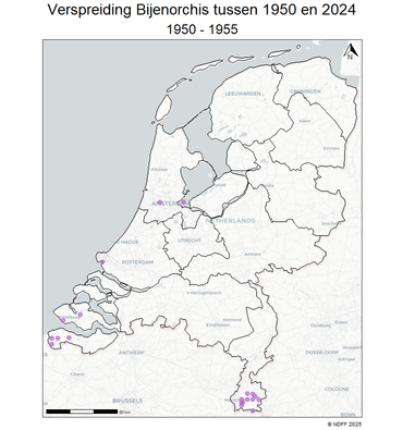 Bijenorchis heeft zich in rap tempo in Nederland weten te vestigen. Hier zie je de verspreiding zoals die tussen 1950 en 1955 was. Klik op de kaart om de huidige verspreiding te zien