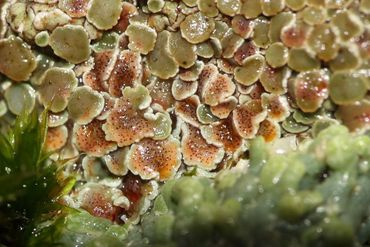 De korstmosparasiet Stigmidium squamariae vormt talloze kleine vruchtlichamen in bruinige aantastingen van Muurschotelkorst