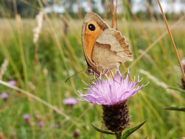 Een vrouwtje bruin zandoogje is groter dan het mannetje en heeft meer kleurvariatie op de vleugel