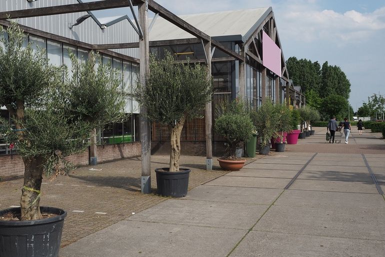 Tuincentrum met zeer grote populatie van mediterraan draaigatje rondom plantenbakken die uit het Middellandse Zeegebied komen en hier verkocht worden